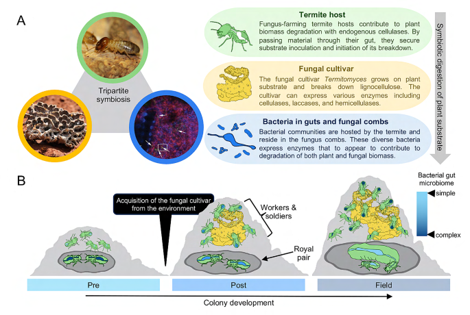 Shaping the tripartite symbiosis: are termite microbiome functions 