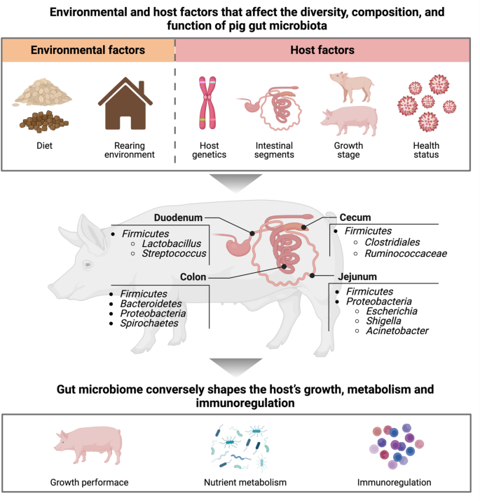 Unraveling the composition and function of pig gut microbiome from ...