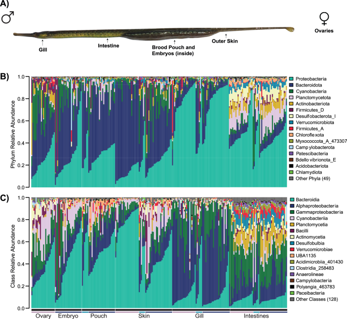 Signatures and likely sources of the male pregnancy microbiome in wild ...