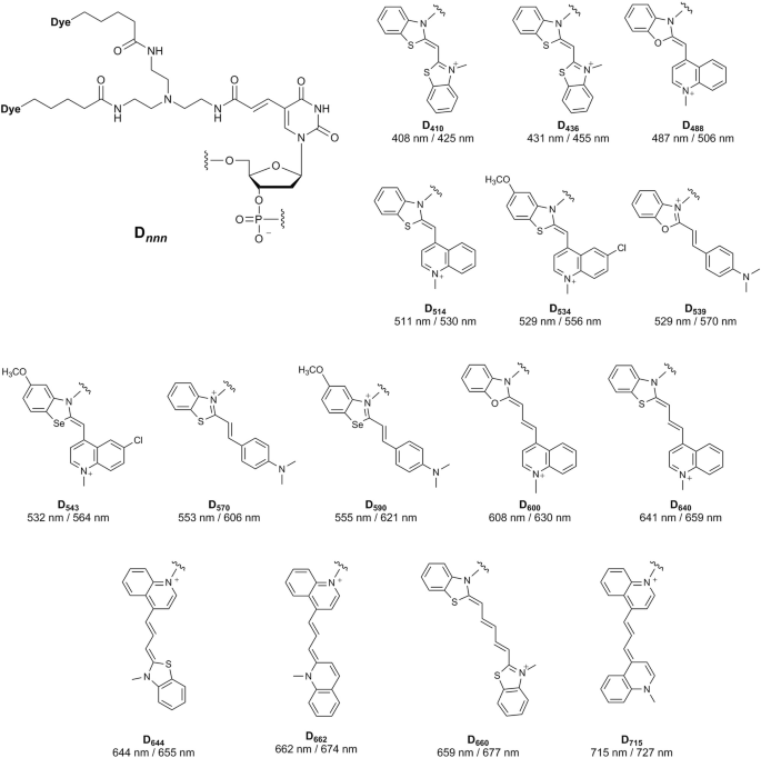 Next-generation fluorescent nucleic acids probes for microscopic analysis  of intracellular nucleic acids | Applied Microscopy | Full Text