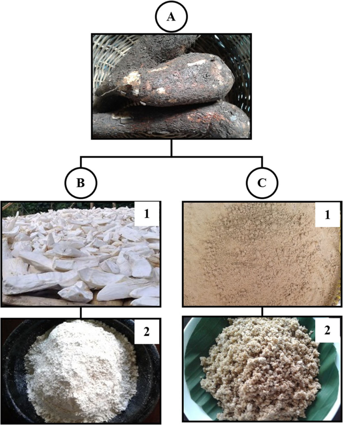 The genealogy of traditional Javanese cassava-based foods | Journal of  Ethnic Foods | Full Text