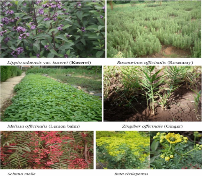 Ethnobotanical review of Ethiopian spices and condiments: traditional uses,  cultural significance, and applications | Journal of Ethnic Foods |  Springer Nature Link