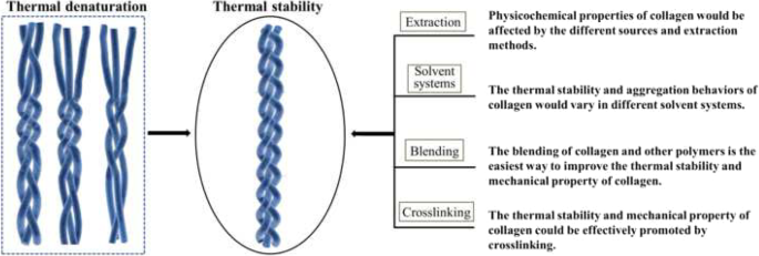 Factors affecting thermal stability of collagen from the aspects of  extraction, processing and modification | SpringerLink