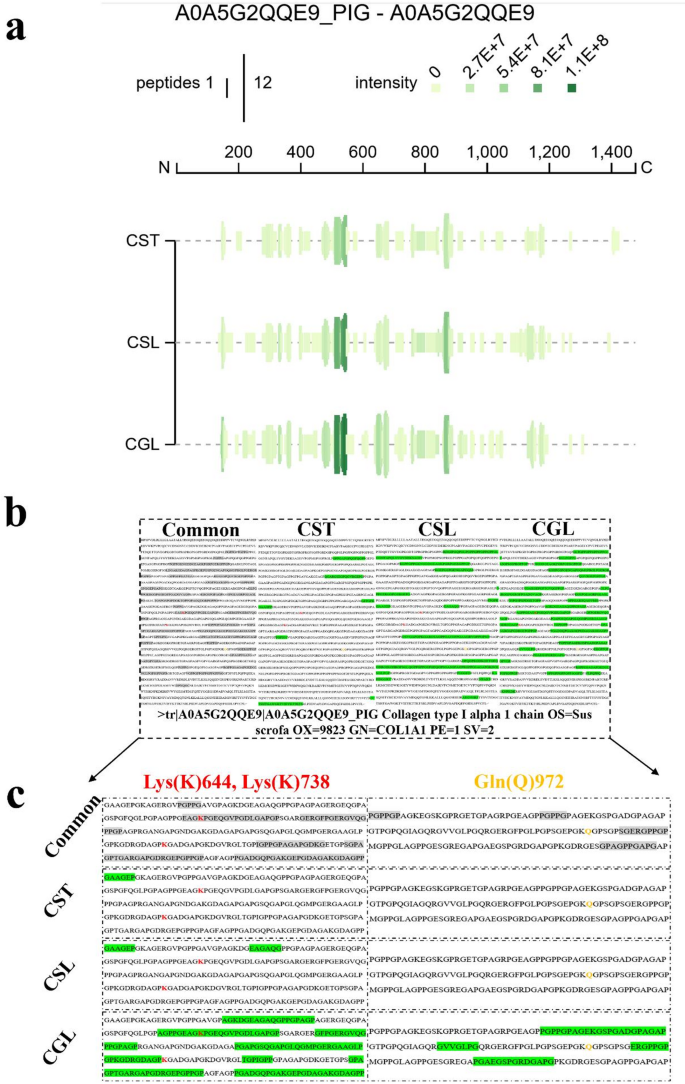 消化位点分析图：展示了各组血清中独特肽段在I型胶原α1链上的肽谱图以及肽链上独特肽段的分布