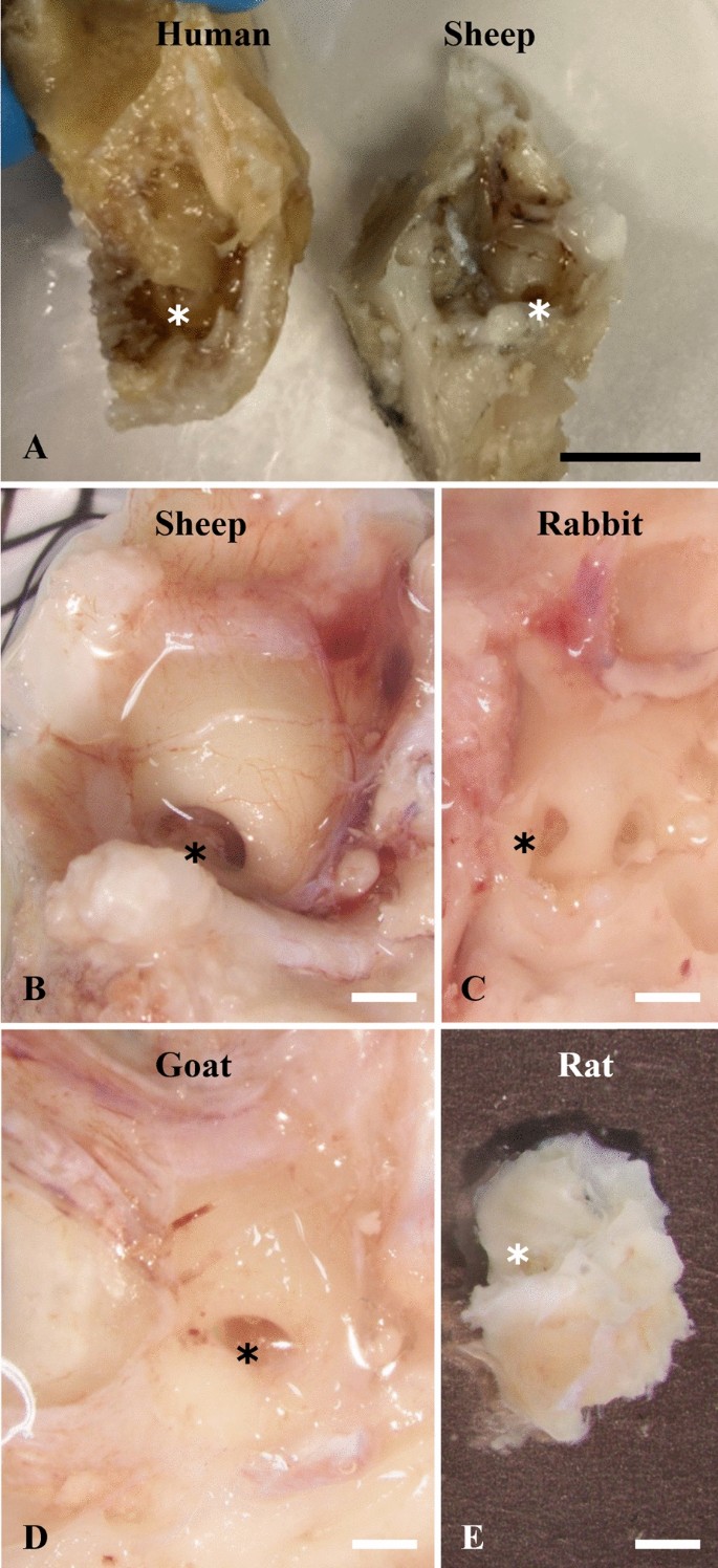 Sheep as a large animal model for hearing research: comparison to common  laboratory animals and humans | Laboratory Animal Research | Full Text