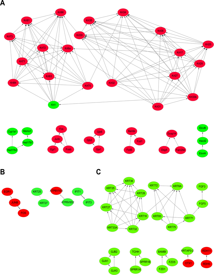 Characterization of Ets-1 deficiency-induced depigmentation in a mouse ...