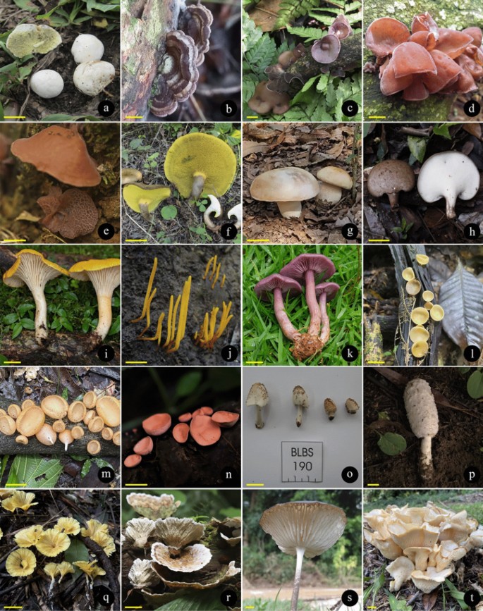 Over 400 food resources from Brazil: evidence-based records of 