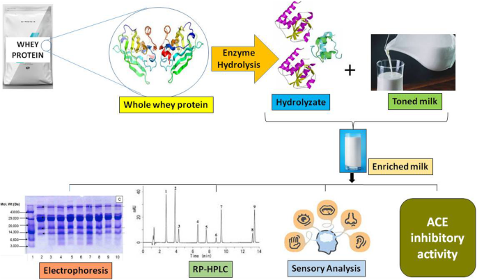 Production of whey protein hydrolyzates and its incorporation into milk |  Food Production, Processing and Nutrition | Full Text