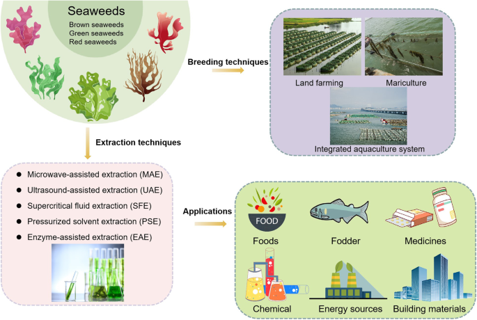 research on seaweed farming