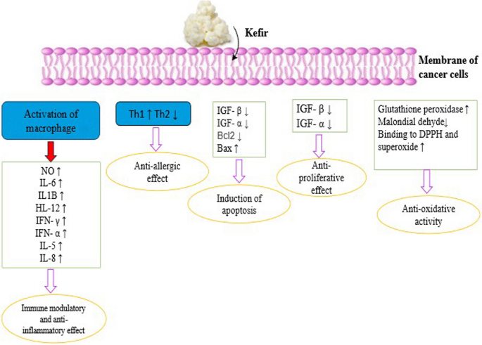 A comprehensive review on kefir: composition, microbial diversities,  meta-analysis and biological significances on human health | Food  Production, Processing and Nutrition | Springer Nature Link