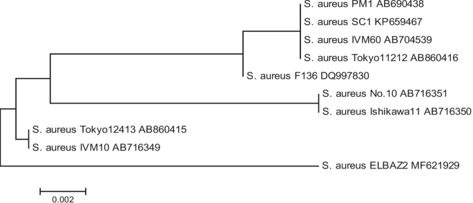 The evolution of Staphylococcus aureus