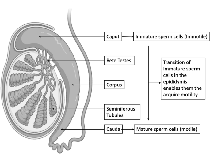 Sperm Cells Mature In