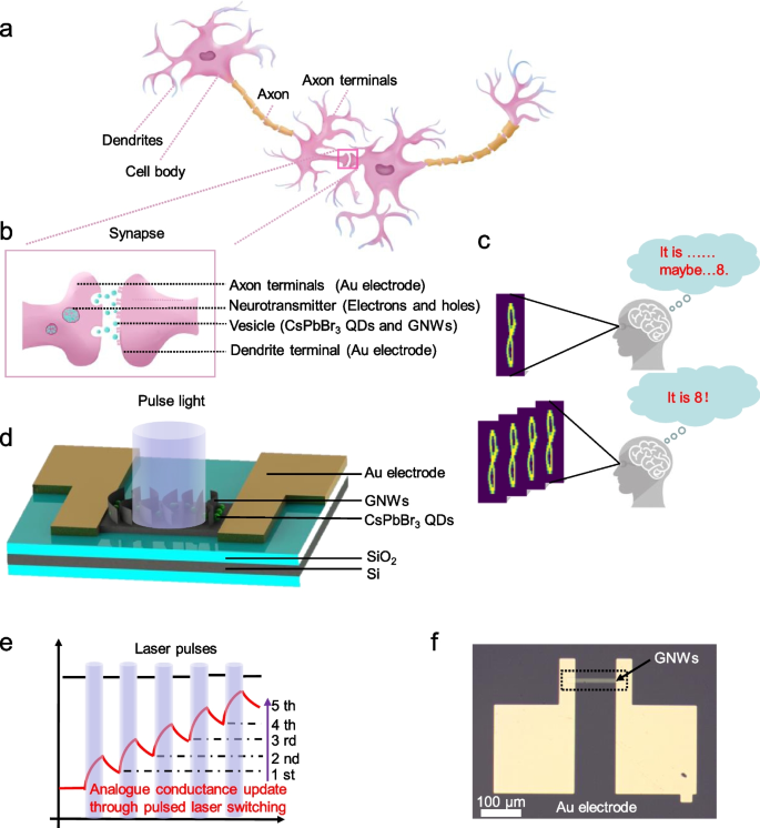 Graphene Dynamic Synapse with Modulatable Plasticity