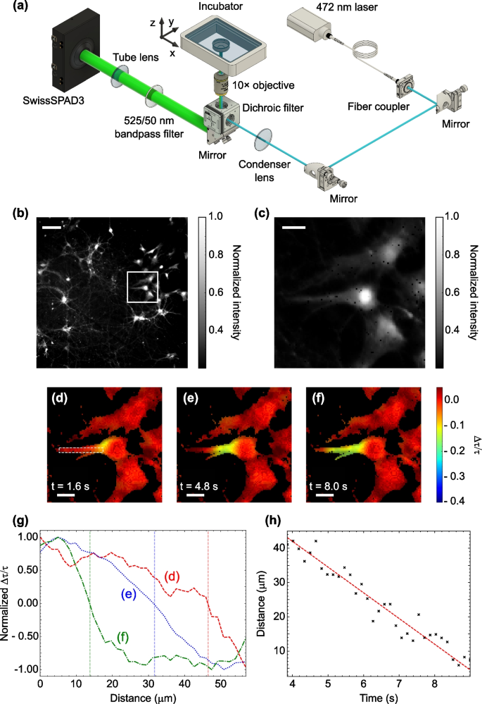 Real-time wide-field fluorescence lifetime imaging via single-snapshot ...