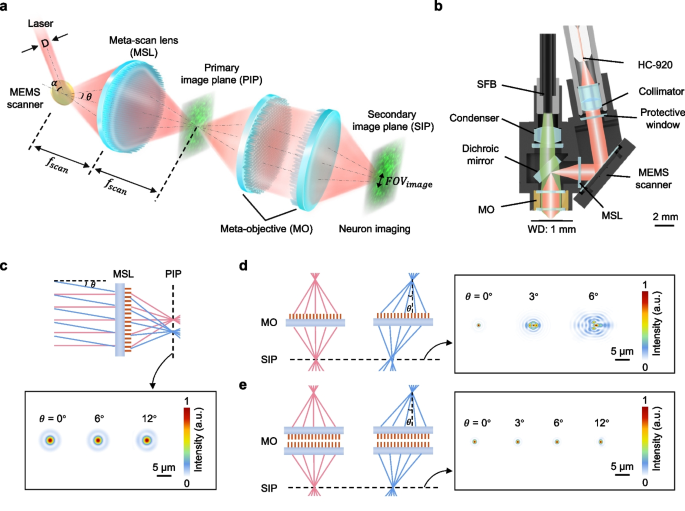 Compound metalens-based miniature two-photon microscope for large-FOV ...