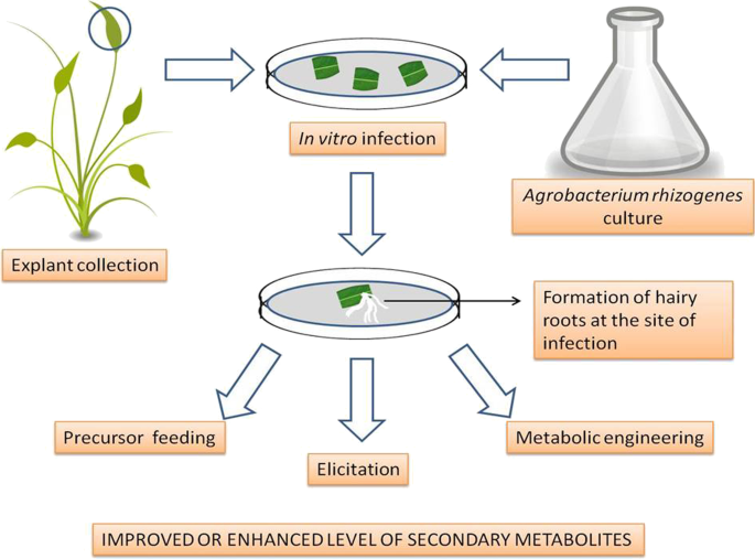 Phyto-factories of anti-cancer compounds: a tissue culture perspective |  Beni-Suef University Journal of Basic and Applied Sciences | Full Text