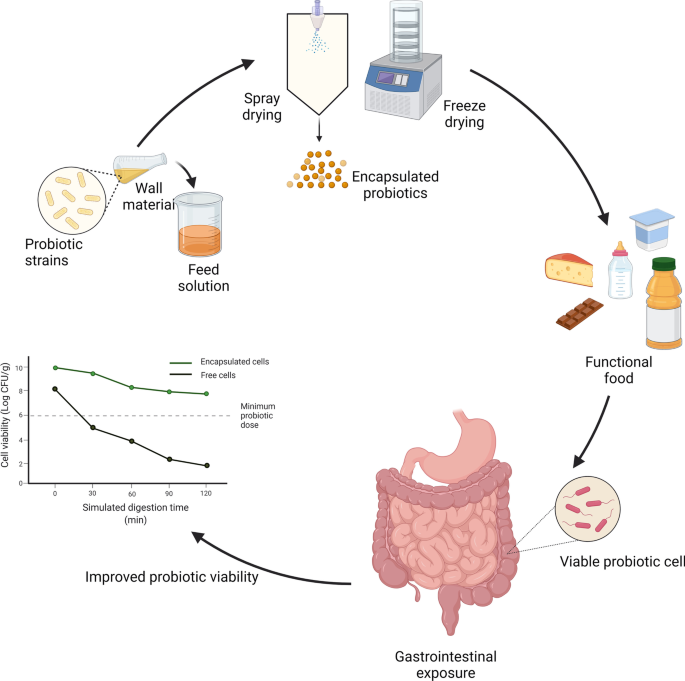 Encapsulation of probiotics: past, present and future | Beni-Suef  University Journal of Basic and Applied Sciences | Full Text
