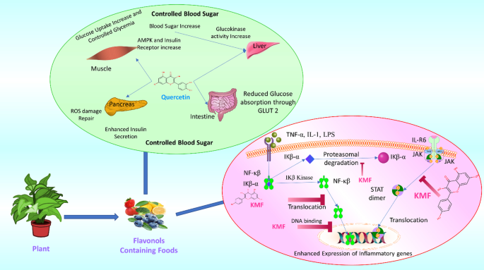 Natural flavonols: actions, mechanisms, and potential therapeutic utility  for various diseases | Beni-Suef University Journal of Basic and Applied  Sciences | Full Text