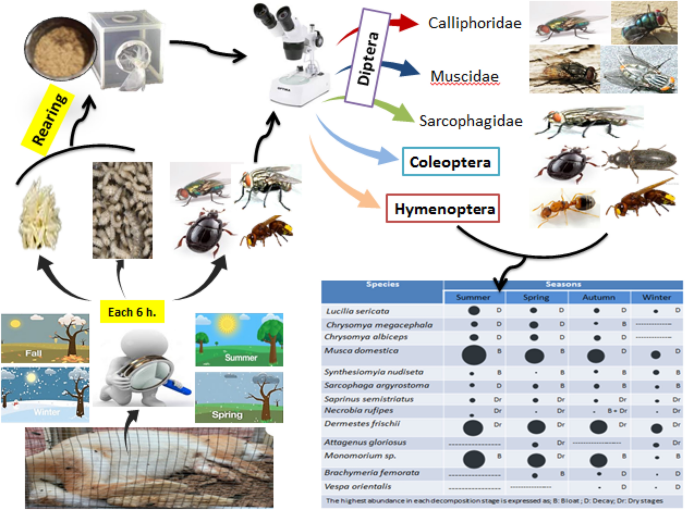 A preliminary study on decomposition and seasonality of insect 