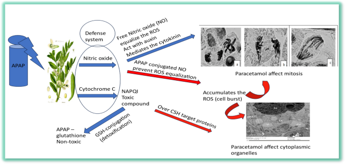 The impact of contaminated water with pharmaceutical hazards on the Vicia  faba plant cell's components and mitosis behavior | Beni-Suef University  Journal of Basic and Applied Sciences | Springer Nature Link
