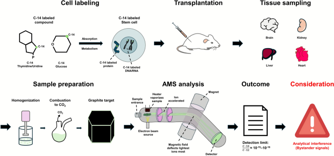 High-precision in vivo tracking of stem cells using carbon-14 labeling ...