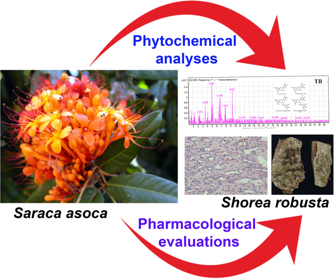 Shorea Robusta In Tamil