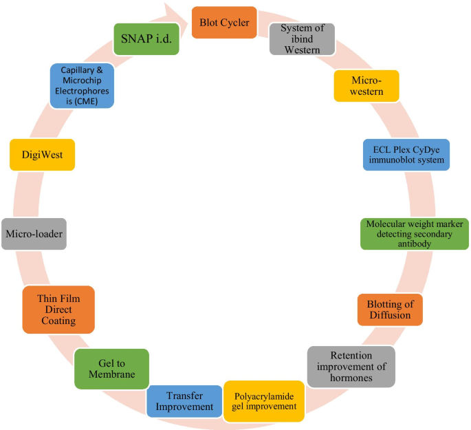 Emerging techniques of western blotting for purification and analysis of  protein | Future Journal of Pharmaceutical Sciences | Full Text