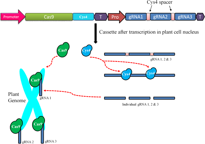 The Present And Potential Future Methods For Delivering Crispr Cas9 Components In Plants Journal Of Genetic Engineering And Biotechnology Full Text The Present And Potential Future Methods For Delivering Crispr Cas9 Components In Plants Journal Of Genetic Engineering And Biotechnology Full Text