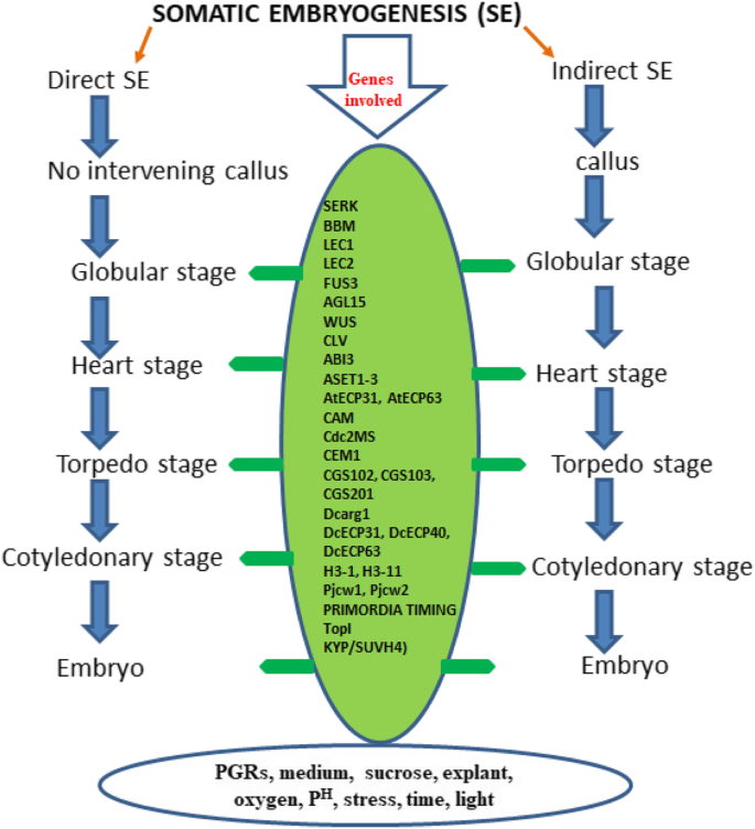 plant embryogenesis