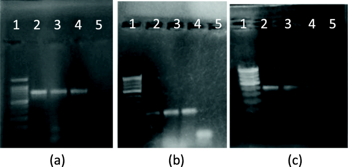 microbiological methods research paper figure 5