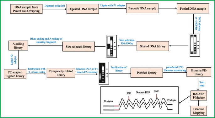 Recent advancements in molecular marker-assisted selection and applications  in plant breeding programmes | Journal of Genetic Engineering and  Biotechnology | Full Text