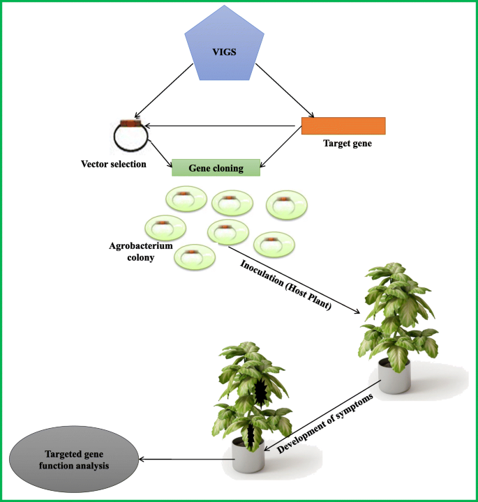 Recent advancements in molecular marker-assisted selection and applications  in plant breeding programmes | Journal of Genetic Engineering and  Biotechnology | Full Text