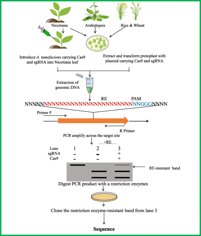 Recent advancements in molecular marker-assisted selection and applications  in plant breeding programmes | Journal of Genetic Engineering and  Biotechnology | Full Text