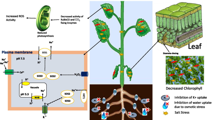 Salinity tolerance mechanisms and their breeding implications | Journal of  Genetic Engineering and Biotechnology | Full Text