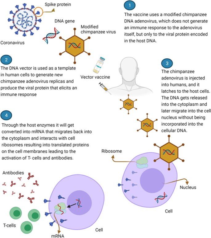 Pre-existing anti-SARS-CoV-2 immunity decreases viral spread but increase  SARS-CoV-2 Omicron competitiveness in hamsters