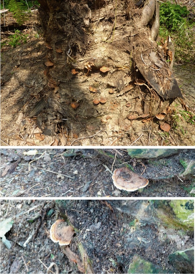 Verifying current and historical sustainable palm oil cultivation