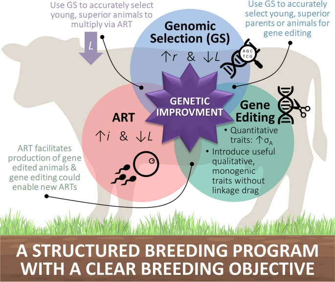 Synergistic power of genomic selection, assisted reproductive technologies, and gene editing to drive genetic improvement of cattle