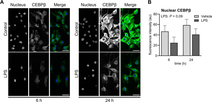 Lipopolysaccharide alters CEBPβ signaling and reduces estradiol production  in bovine granulosa cells | CABI Agriculture and Bioscience | Full Text