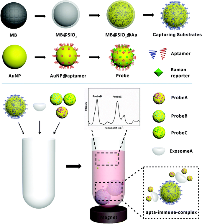 progress in exosome associated tumor markers and their detection methods springerlink