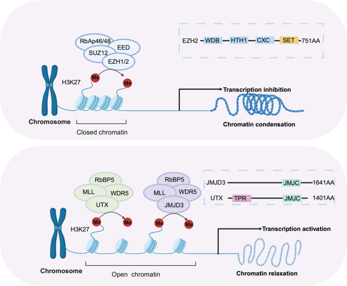 glutathione histone methylation Deciphering H4 lysine acetylation and via sortase-mediated semisynthesis: Cell Reports Physical Science Histone Methylation: Cell