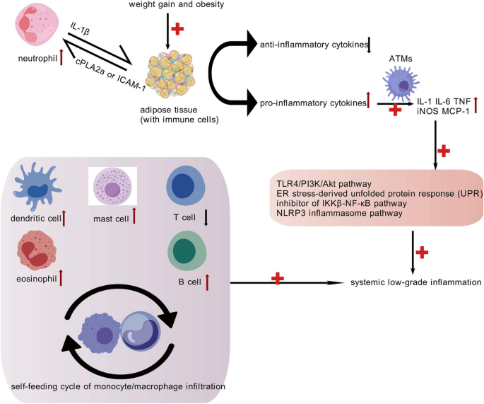 kb glutathione weight gain Obesity: pathophysiology and therapeutic interventions | Molecular  Biomedicine