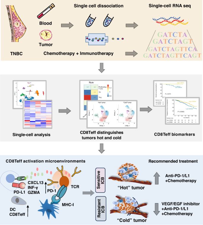 Single-cell RNA sequencing identifies CD8Teff cell activation as a ...