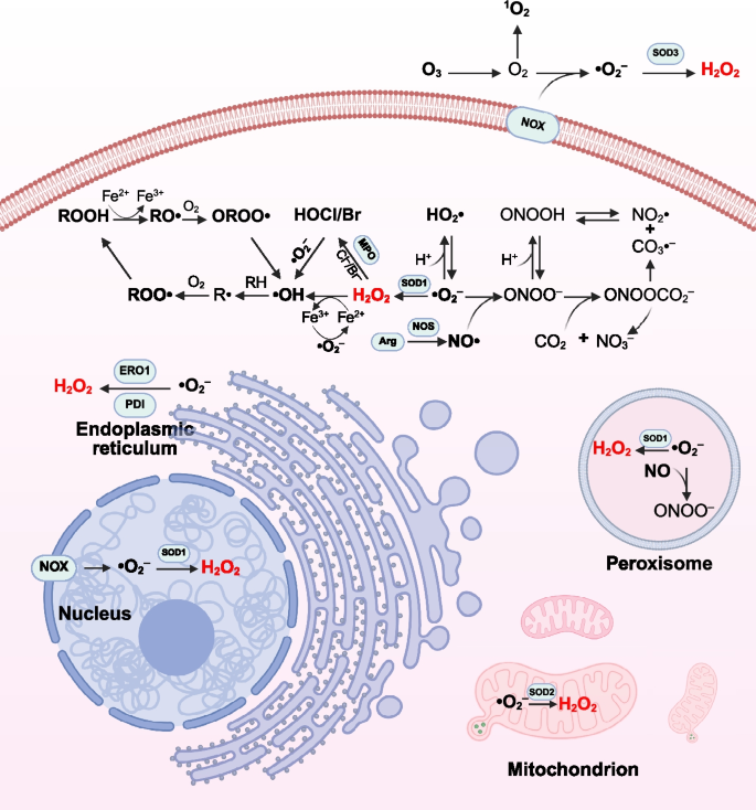 ROS homeostasis in cell fate, pathophysiology, and therapeutic interventions | Molecular Biomedicine