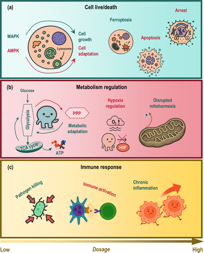 Reactive oxygen species in health and disease | Molecular Biomedicine