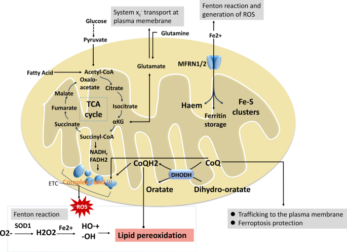 arbutin glutathione Glutathione, Alpha Arbutin & Collagen Full Skincare Guide Esthe Essentials
