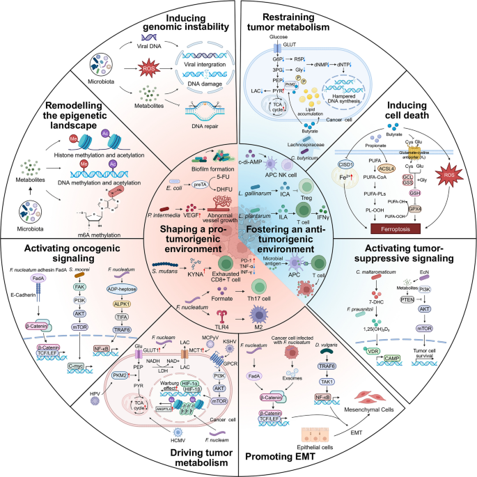 Intratumoral microbiota in cancer: molecular mechanism and therapeutic strategies | Molecular Biomedicine