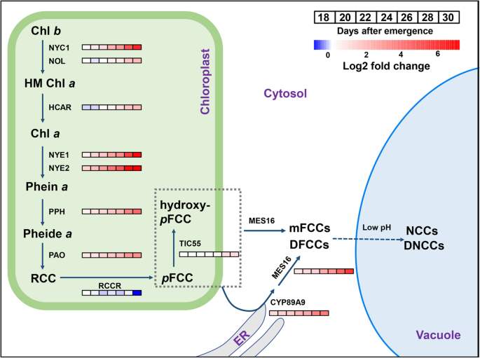 Leaf Senescence Progression Regulation And Application Molecular Horticulture Full Text