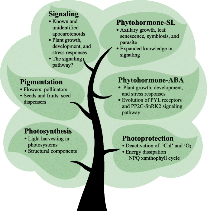 Plant carotenoids: recent advances and future perspectives Molecular Horticulture | Full Text