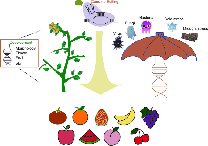 Methodological approach to indigenous fruit trees breeding: case