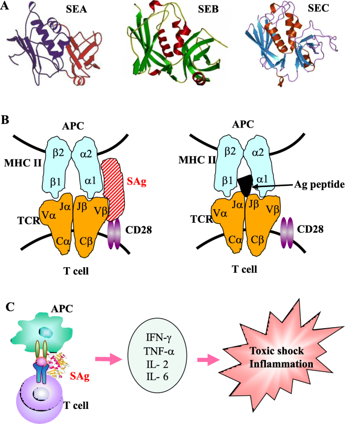 Superantigens